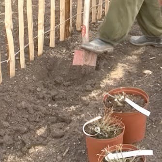 plante roser i bed plante roser i bed